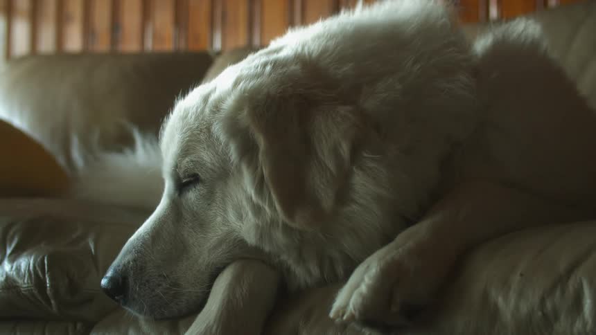 White pet dog resting on the leather couch in the living room at home