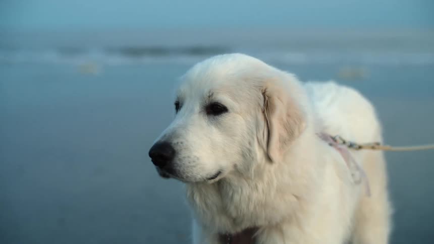 A dog on a leash on a beach
