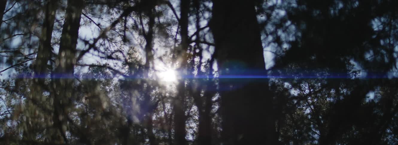 Trees grow tall in a thick forest reaching for the sun