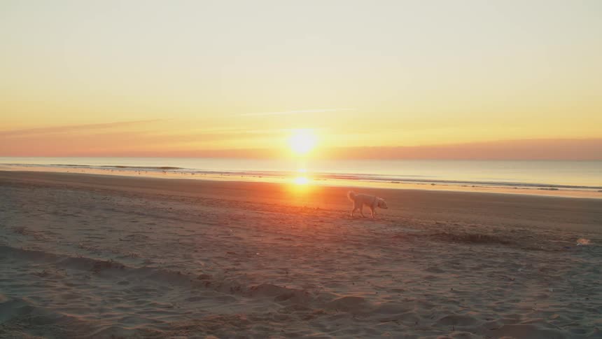 A dog walks on a sandy beach during sunrise