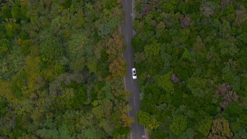 A vehicle travels on the road between the forests