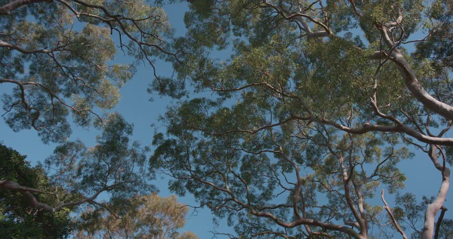 Trees with branches and leaves with the sky above