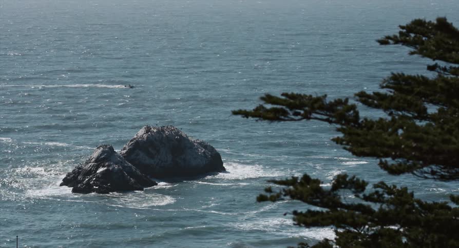 A tree overlooks a rock sitting in the water along the coast as the waves roll in
