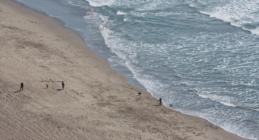 Family walking with dogs on the shore of a beach near the ocean