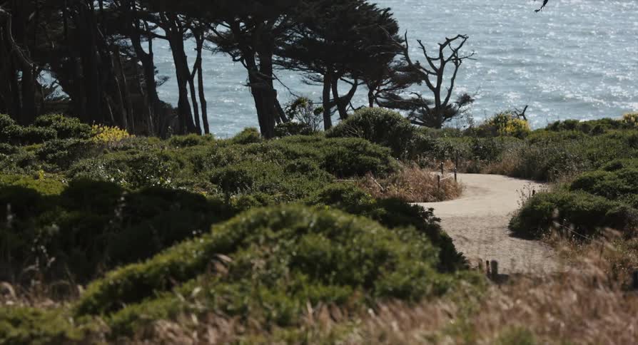 A pathway surrounded by plants with trees and the ocean in the background