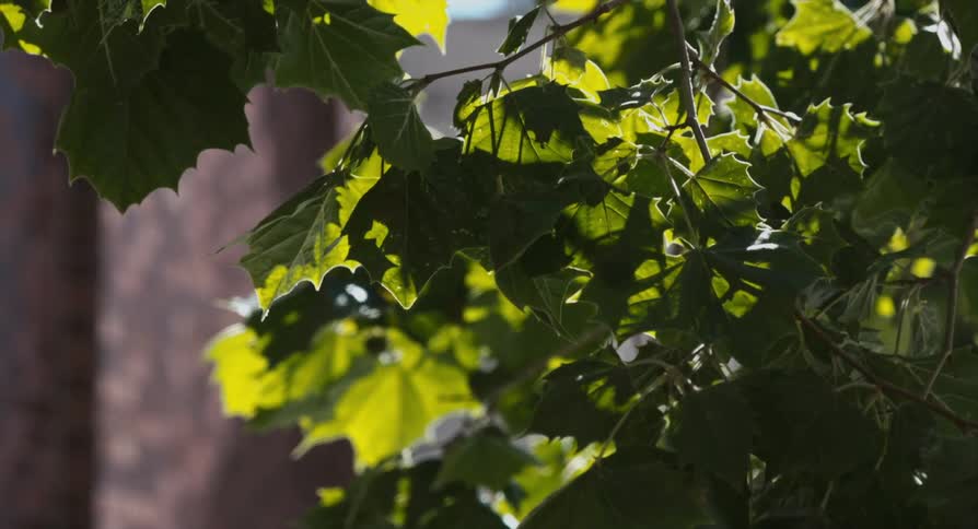 Leaves on tree branches move in the breeze as the sun shines upon them