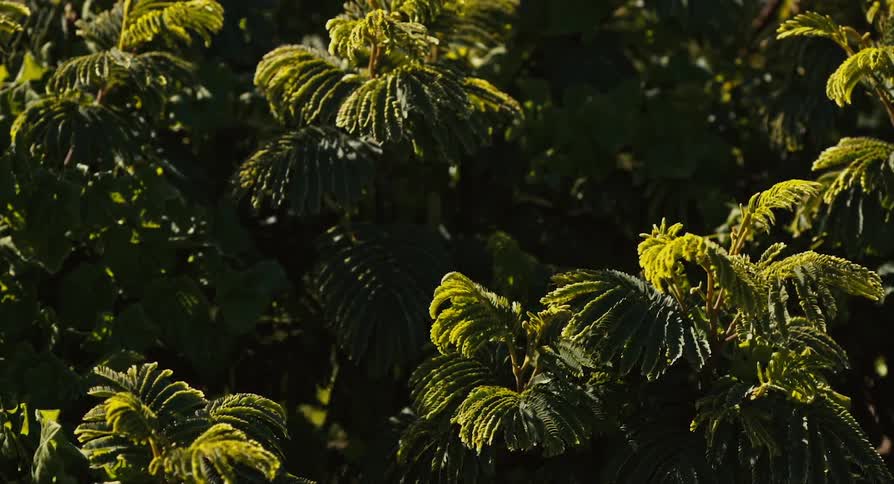 Leaves on tree branches move in the breeze