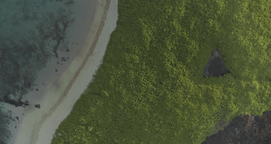 A beach with sand water and trees