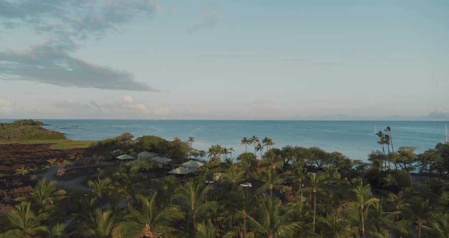 Rising above palm trees to see the ocean and waterfront homes