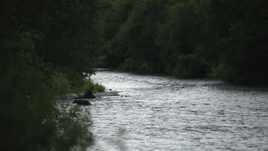 A bear is crossing a stream in the distance