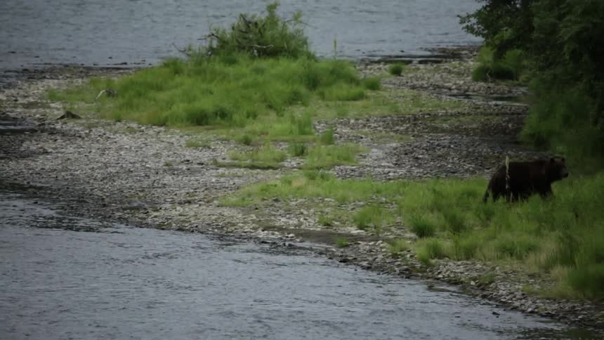 A bear walks along the rocks and grass near a stream