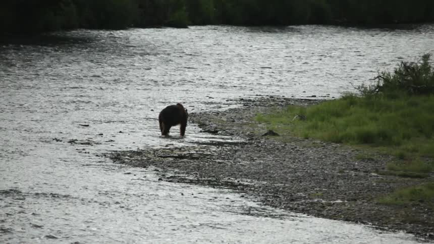 A bear walks alongside a flowing river