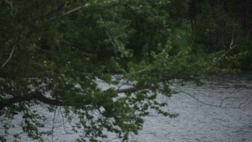A bear is running in the water behind some branches