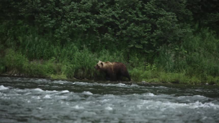 A bear roams alongside a stream