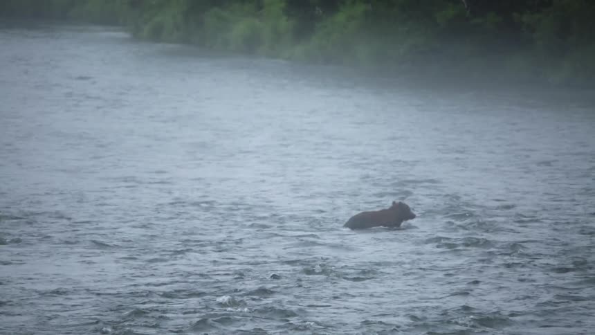 A bear crosses a river in the wilderness