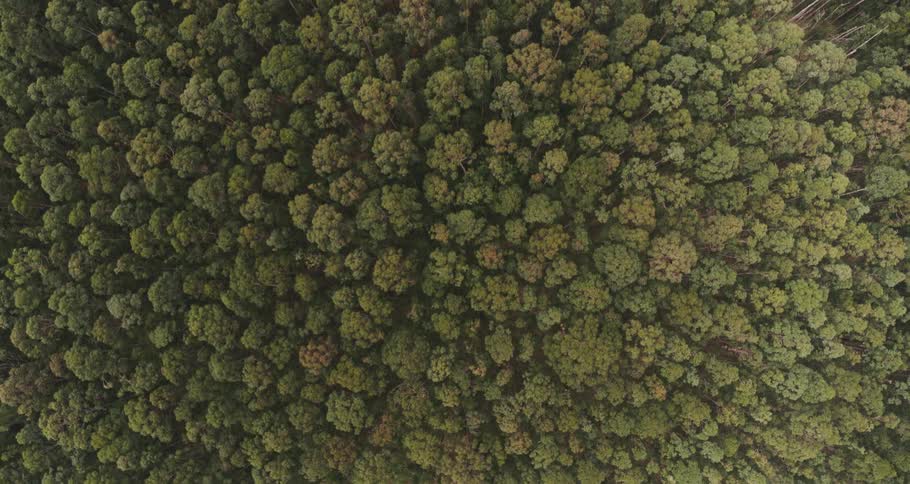 Aerial view of trees in a heavily forested area