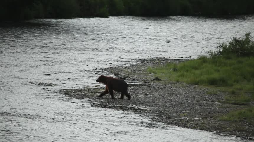 Bear walking along the edge of a riverbank