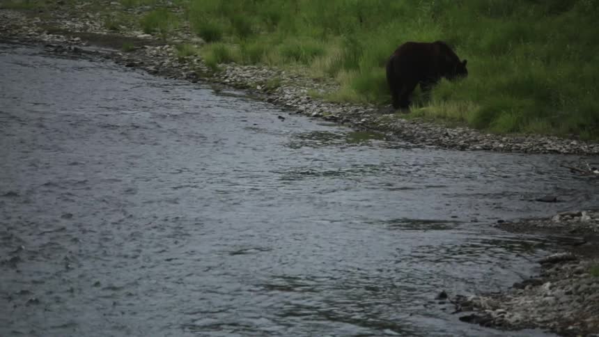 A bear is slowly walking away from a stream
