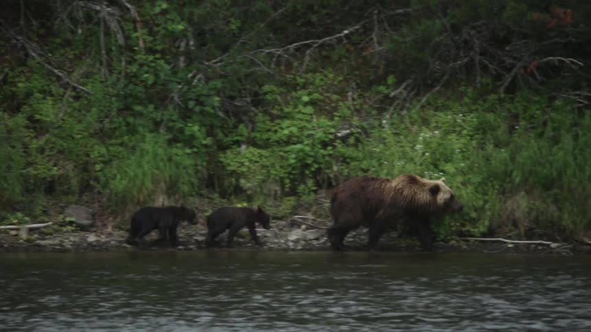 A bear leads cubs across the side of a stream