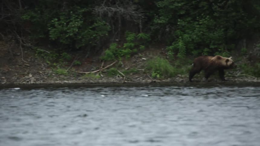 A bear runs along the edge of a river bank