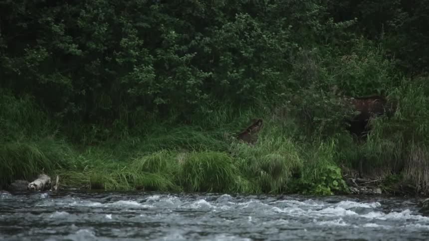 A family of bears roam alongside a stream near a forest