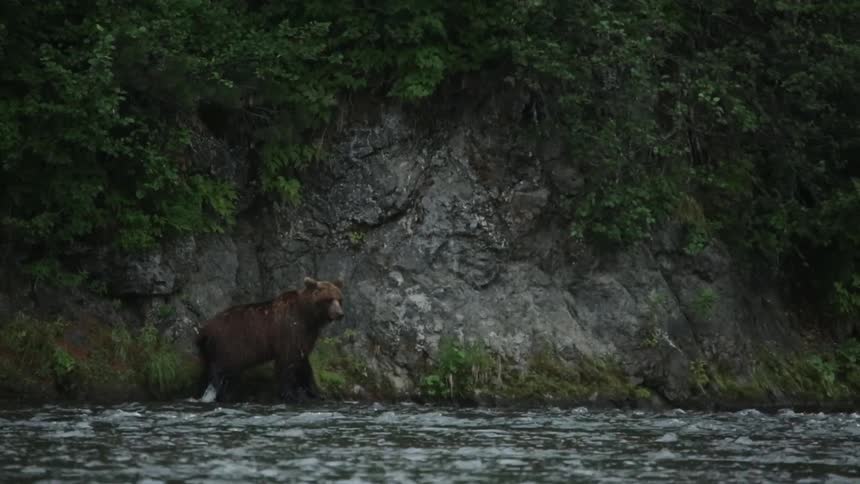 A bear walks along the coast of a stream