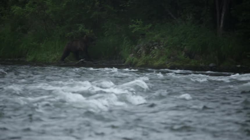 Bears walk alongside a flowing river