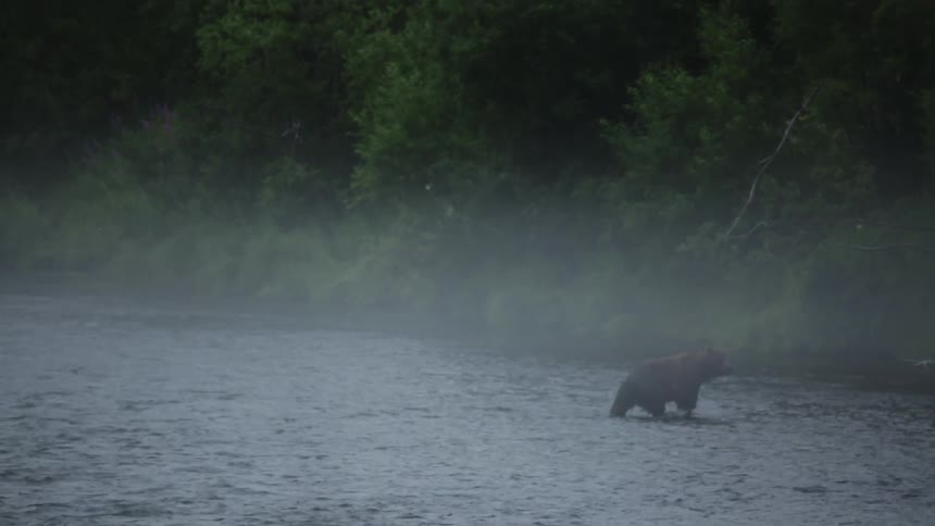 A bear is wading across a stream covered with fog