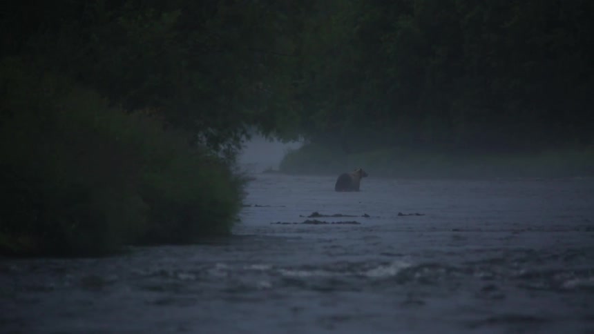A bear walks around in a stream in the distance