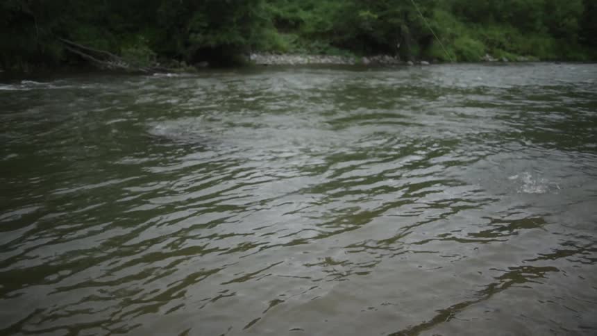 Fish flipping and flopping on the surface of a stream