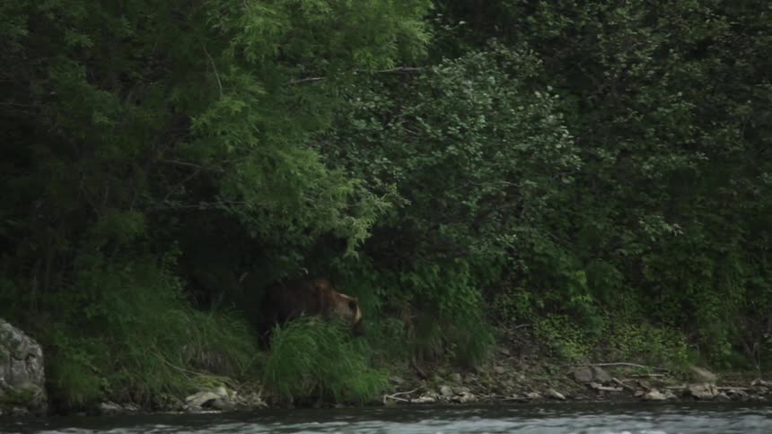 A group of bears roam alongside a stream