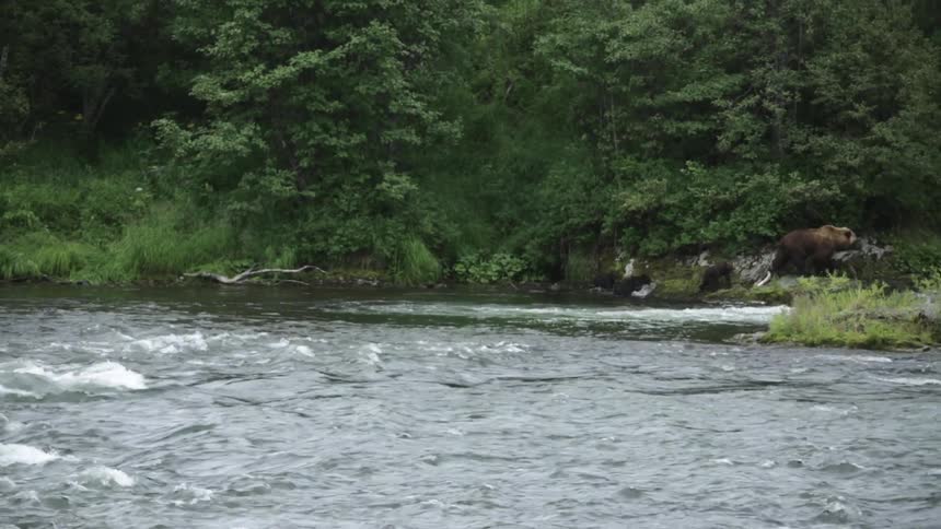 A bear and her cubs quickly move along the bank of a river