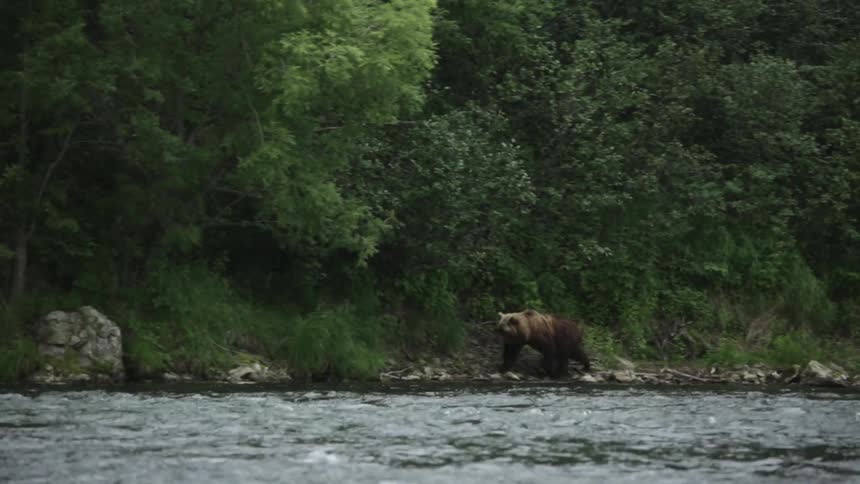 A bear runs alongside a river
