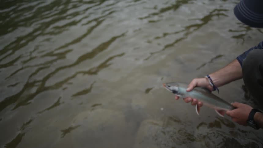 A man lifts a fish up then puts it back in