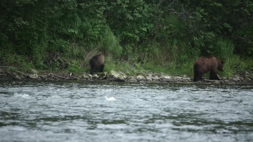Two bears walk along the shore of a rough stream