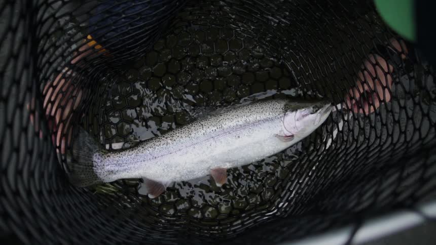 A fish is caught in a net as men look on