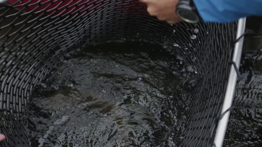 A fisherman clips a hook out of fish's mouth then places it in a net