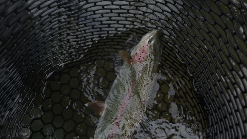 A trout trying to escape a fisherman's net