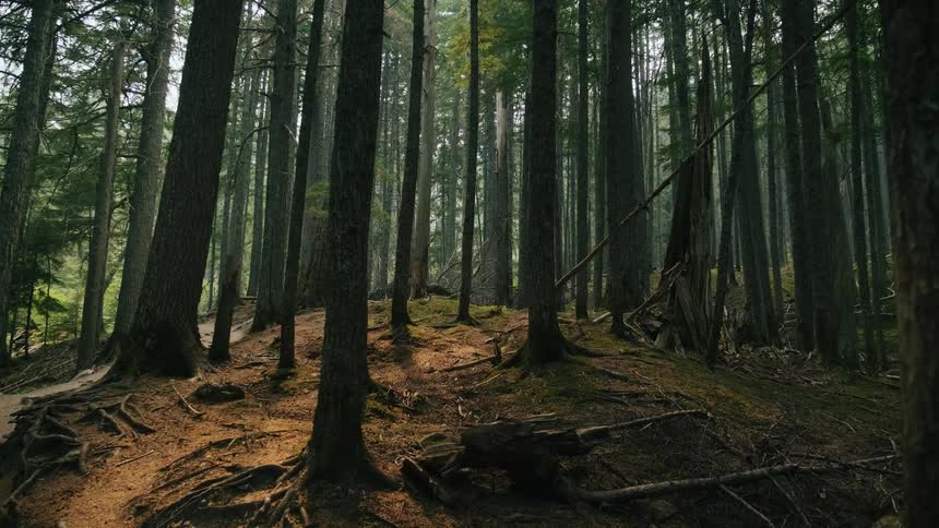 Peaceful forest filled with tall pine trees