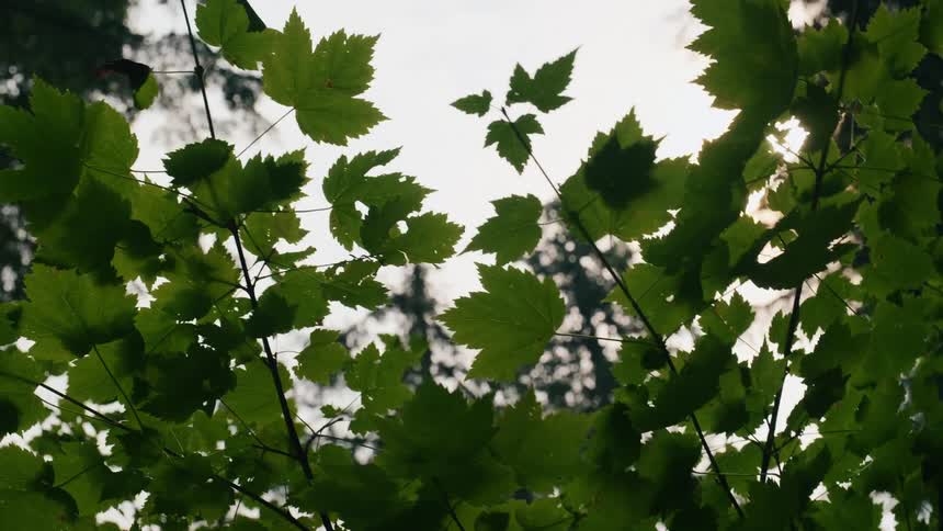 Sun peeking through leaves blowing in the wind