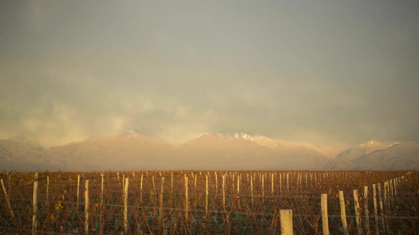 Sunrise in Mendoza vineyards at the base of the Andes mountain range.