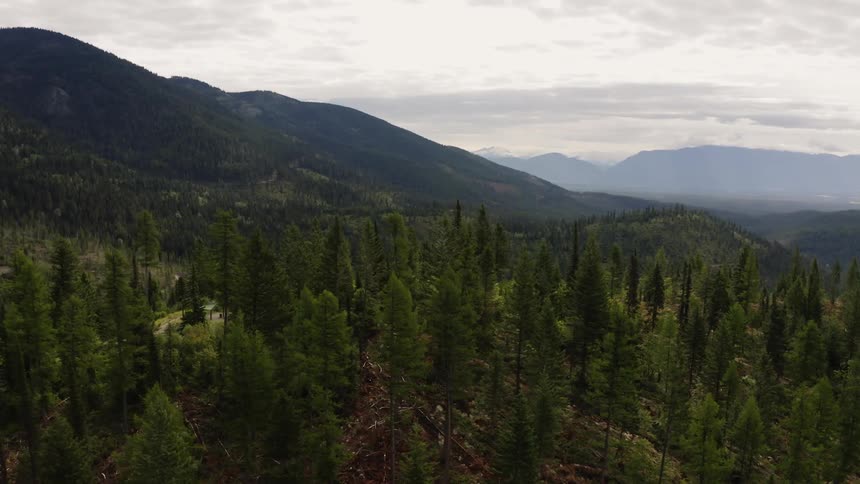 Mist obscures mountain on horizon as conifer forest covers mountain side in the foreground under an overcast sky