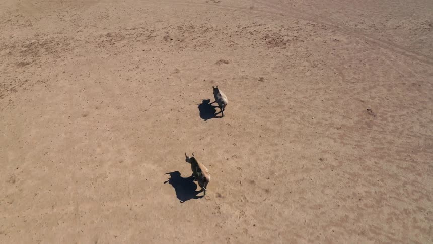 An aerial view of two rhinos outside