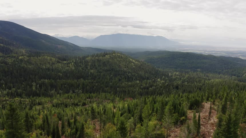 Vast forest of trees in the mountain wilderness on a cloudy day