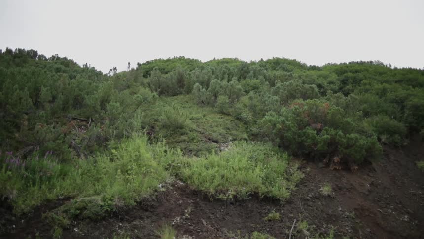 Shrubs and foliage grow on a hillside
