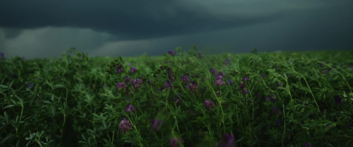 Tall plants sway in the wind as thunder clouds loom overhead
