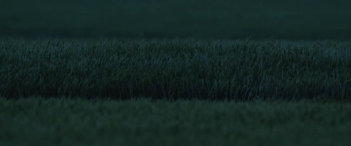 A large field of grass on is swaying on a breezy evening on farm land