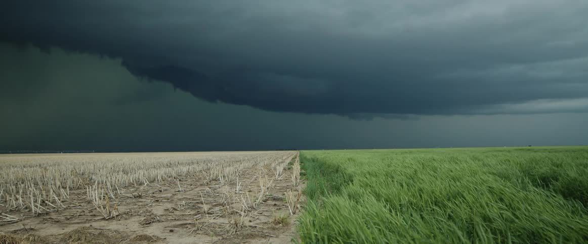 Plants waver in the wind as storm clouds are overhead