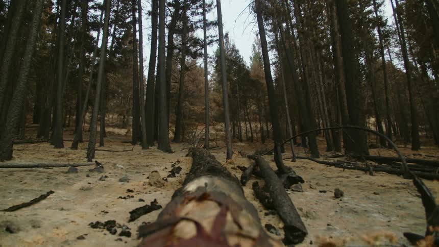Fallen trees rest in the middle of the forest after recent fires