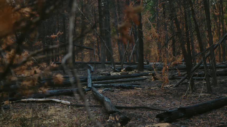 The woods are full of fallen trees after forest fire